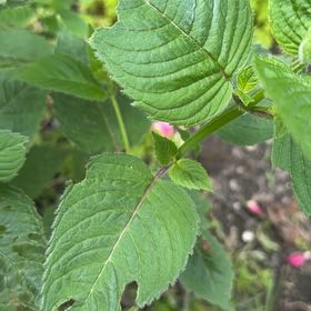 Photo of the plant species Monarda Didyma by @Gingerbeardo named Einstein on Greg, the plant care app