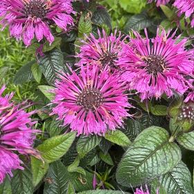 Photo of the plant species Monarda Didyma by @Gingerbeardo named Girlfrond on Greg, the plant care app