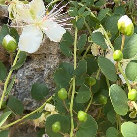 Photo of the plant species Caper Bush by @Gingerbeardo named da Vinci on Greg, the plant care app