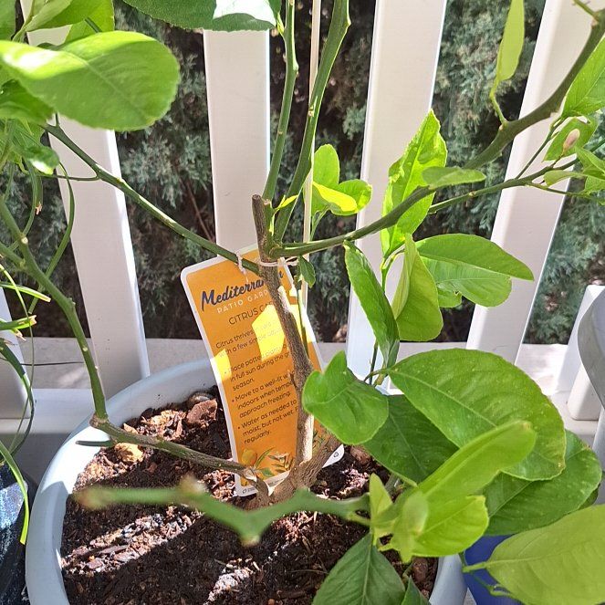 Photo of the plant species Hardy Orange by @KindMarigold14 named Sproutacus on Greg, the plant care app