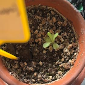 Photo of the plant species butterwort by @NewMira41 named Betty Butterwort on Greg, the plant care app