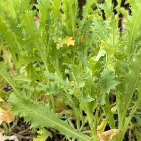 Photo of the plant species Black Swan Poppy by @NewMira41 named Leaf Erickson on Greg, the plant care app