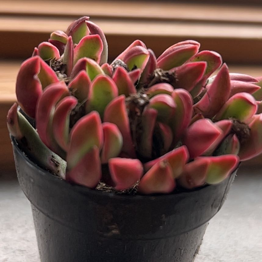Photo of the plant species Calico Kitten by @TopBluegrama82 named Rosie on Greg, the plant care app