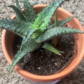 Photo of the plant species Aloe 'Purple People Eater' by @DessiD named antwone on Greg, the plant care app