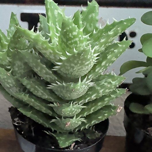 Photo of the plant species Aloe zanzibarica by @HandyRose10 named Effie on Greg, the plant care app