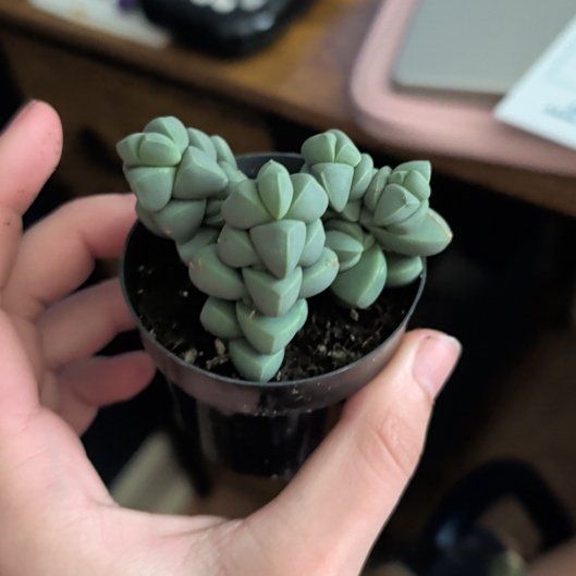 Photo of the plant species Ice Plant by @HandyRose10 named Eustice on Greg, the plant care app