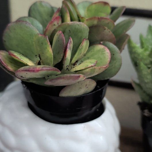 Photo of the plant species Mosaic Jade by @HandyRose10 named Alyrah on Greg, the plant care app