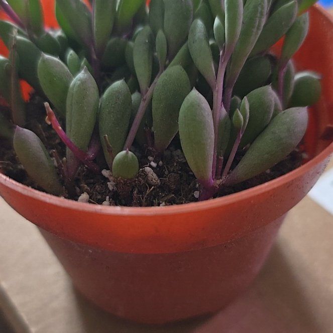 Photo of the plant species Othonna Capensis Ruby Necklace by @BoldHenbane98 named Ruby on Greg, the plant care app