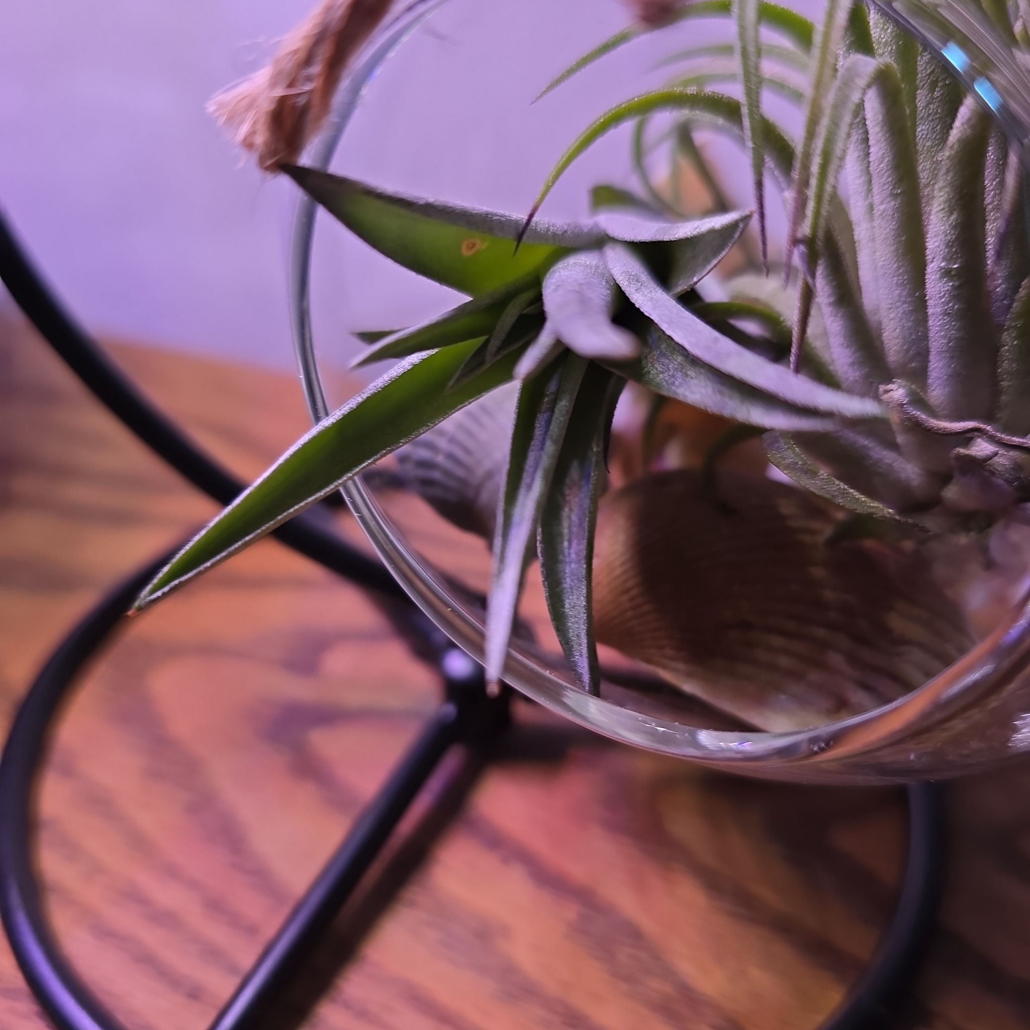 Photo of the plant species Abdita by @BoldHenbane98 named Spike Leaves on Greg, the plant care app