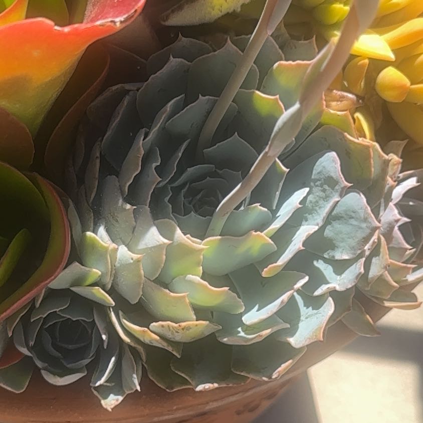 Photo of the plant species Chalk Dudleya by @HotMountain34 named Planty on Greg, the plant care app