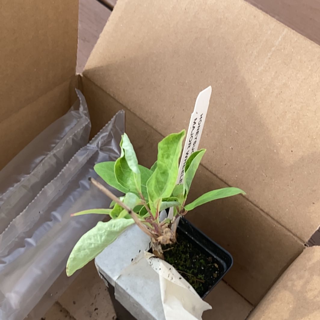 Photo of the plant species Major Wheeler Honeysuckle by @HeritorGollum44 named Naomi on Greg, the plant care app