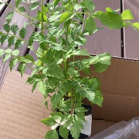 Photo of the plant species Hummingbird Vine by @HeritorGollum44 named Maya on Greg, the plant care app