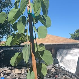 Photo of the plant species Western Redbud by @RealEarthball44 named Ulysses S Plant on Greg, the plant care app