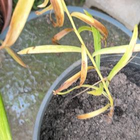 Photo of the plant species Easter Lily by @EpitomeMystax66 named Sir Plancelot on Greg, the plant care app