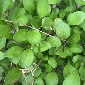 Photo of the plant species Creeping Phlox by @Welcometomyjungle named Gregarious on Greg, the plant care app
