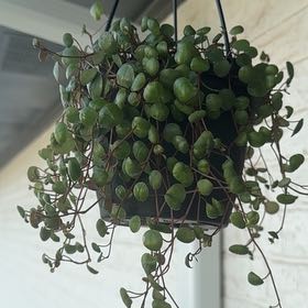 Photo of the plant species Peperomia 'Pepperspot' by @BeamingRadish39 named Sigmund on Greg, the plant care app