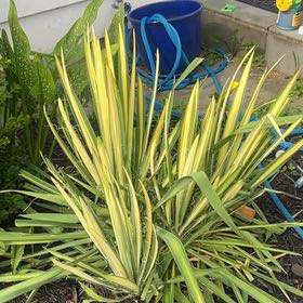 Photo of the plant species New Zealand Flax by @Plantgoddess420 named Bella on Greg, the plant care app