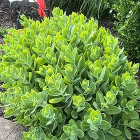 Photo of the plant species Myrtle Spurge by @Plantgoddess420 named Kylie on Greg, the plant care app