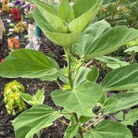 Photo of the plant species Hibiscus Moscheutos by @Plantgoddess420 named Rainier on Greg, the plant care app