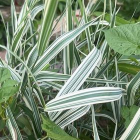 Photo of the plant species Maiden Grass by @Plantgoddess420 named Orwell on Greg, the plant care app
