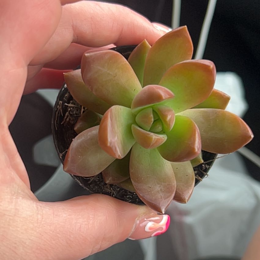 Photo of the plant species Graptosedum 'Copper Glow' by @Plantgoddess420 named Cleopatra on Greg, the plant care app