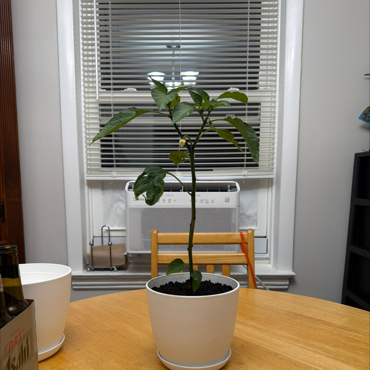 Photo of the plant species Jalapeno Pepper by @StudiousRye53 named Harmony on Greg, the plant care app