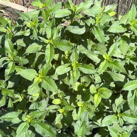 Photo of the plant species Ramgoat Dashalong by @DotingVetiver21 named Diana on Greg, the plant care app