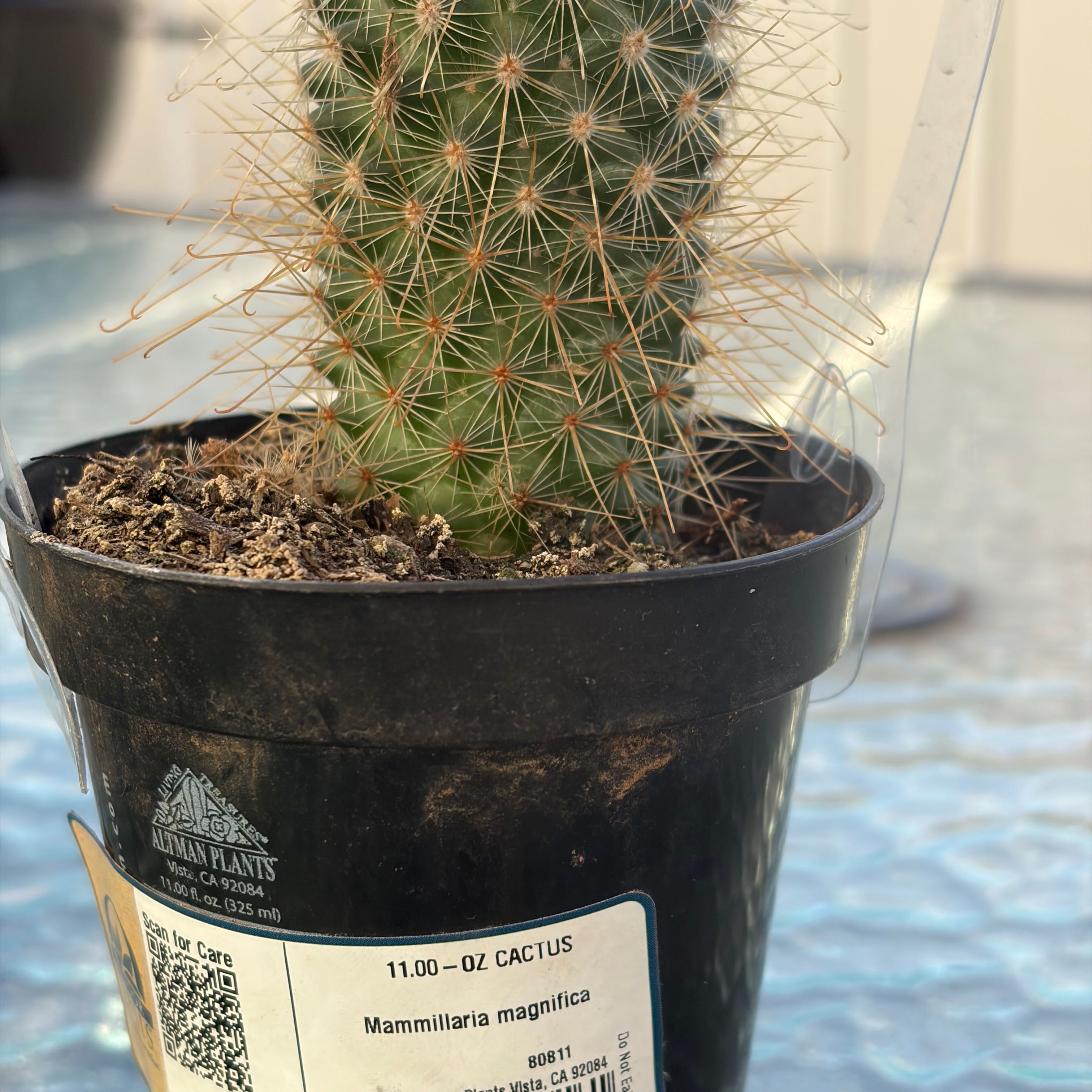 Photo of the plant species Mammillaria magnifica by @LitheTauhinu40 named Junior on Greg, the plant care app