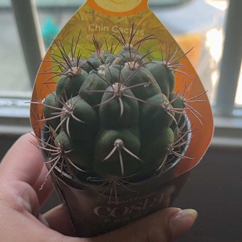 Photo of the plant species Giant Chin Cactus by @debbiecakes named Eva on Greg, the plant care app