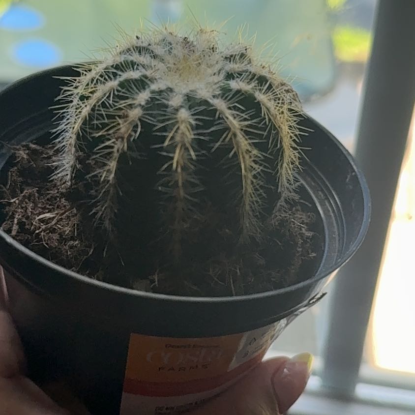 Photo of the plant species Mixed genus cacti by @debbiecakes named Willow on Greg, the plant care app