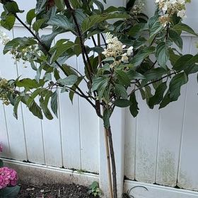 Photo of the plant species Panicle Hydrangea by @ShiningWasabi29 named Sage on Greg, the plant care app