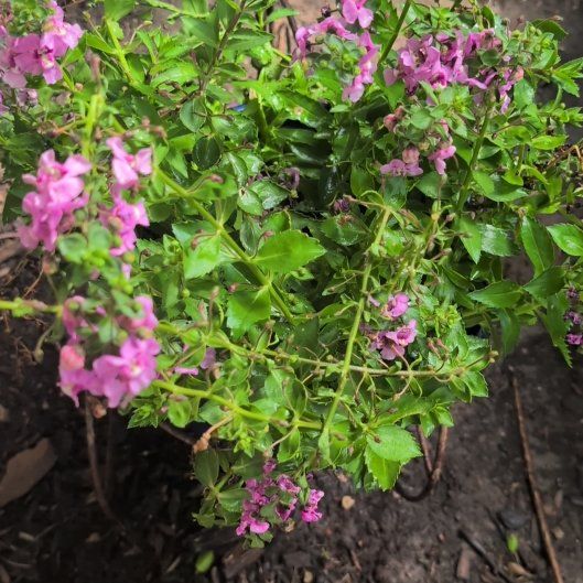 Photo of the plant species Angelonia by @AwakeGinseng49 named Lavender on Greg, the plant care app