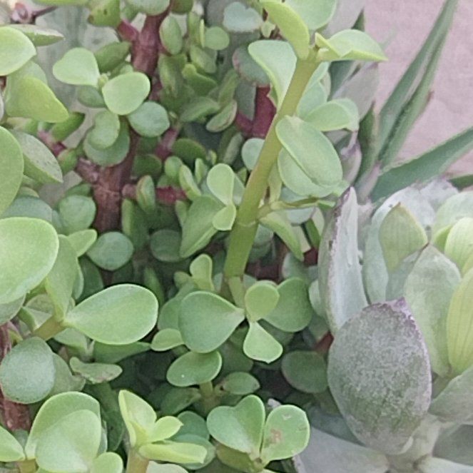 Photo of the plant species Fairy Crassula by @KingpinSapote92 named Harry on Greg, the plant care app