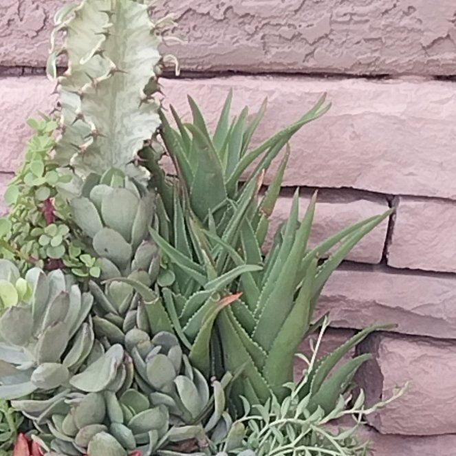 Photo of the plant species Coastal Agave by @KingpinSapote92 named Kesha on Greg, the plant care app