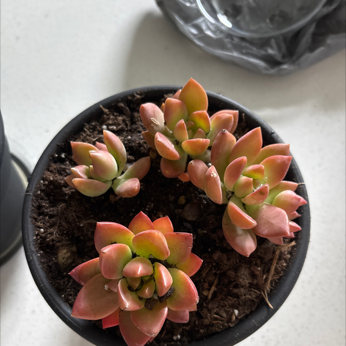 Photo of the plant species Graptosedum 'Copper Glow' by @TopLithop90 named Darwin on Greg, the plant care app