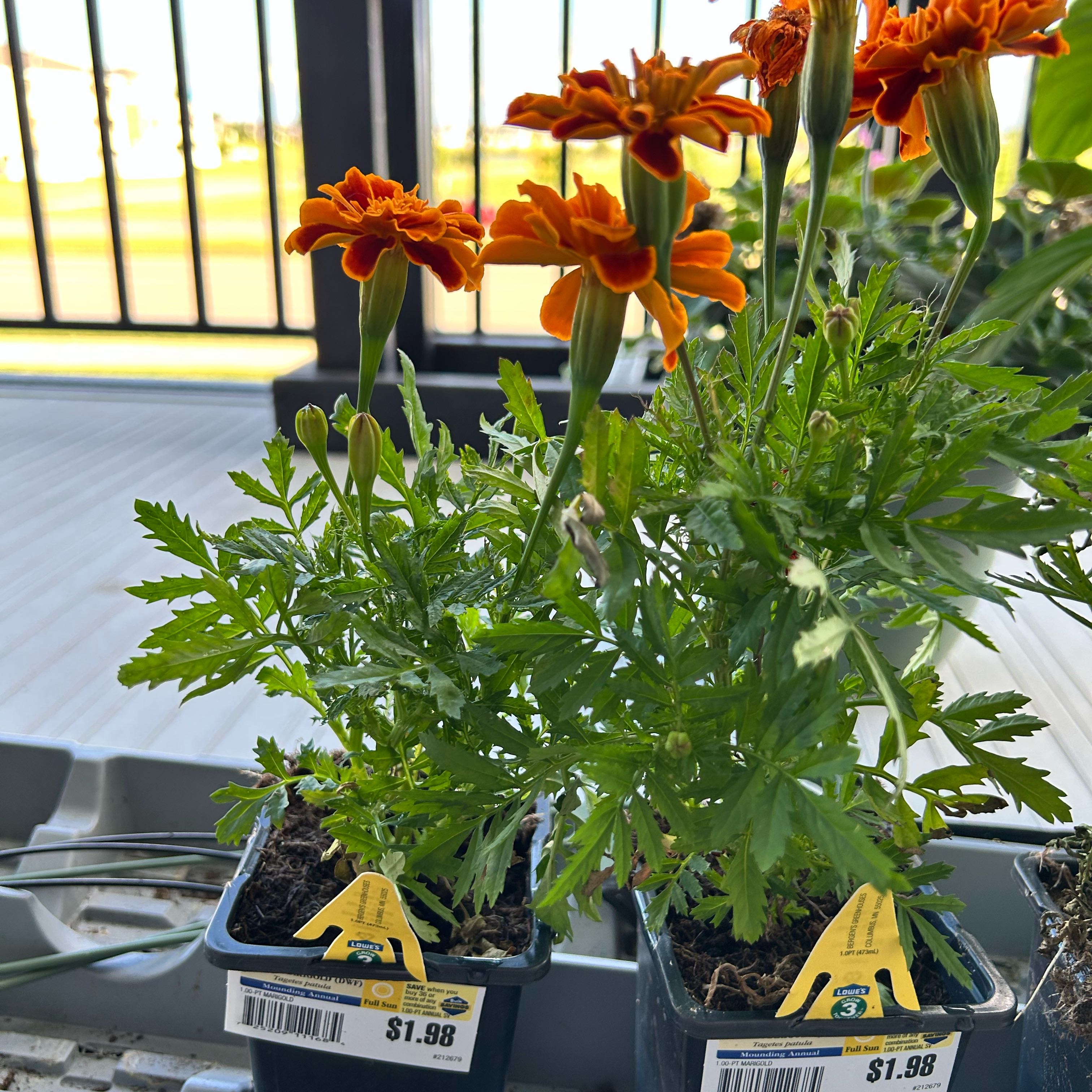 Photo of the plant species Paris Daisy by @WingedCooperi39 named Ulysses S Plant on Greg, the plant care app