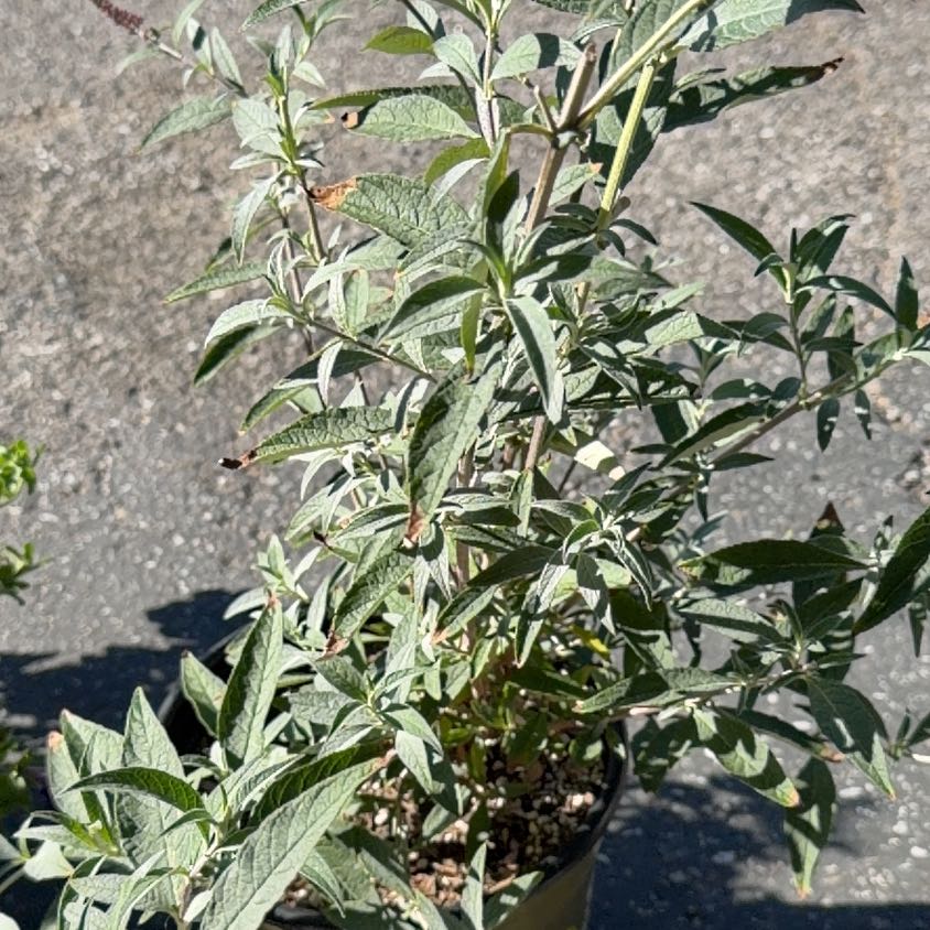 Photo of the plant species Buzz Butterfly Bush by @DearTawa42 named Buzz Buzz on Greg, the plant care app