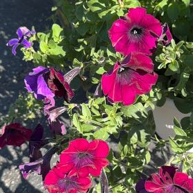 Photo of the plant species Wave Petunia by @DearTawa42 named Petunia on Greg, the plant care app
