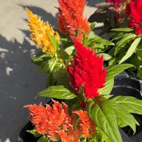 Photo of the plant species Celosia by @DearTawa42 named Fairy Fluff on Greg, the plant care app