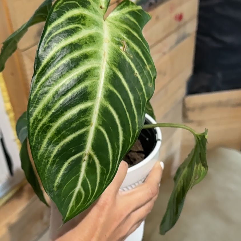 Photo of the plant species Xanthosoma by @AngelLovage58 named Zion on Greg, the plant care app
