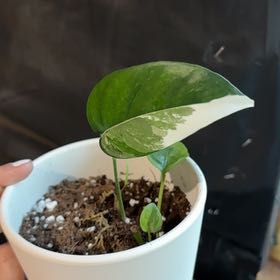 Photo of the plant species Pothos Albo by @AngelLovage58 named Clooney on Greg, the plant care app