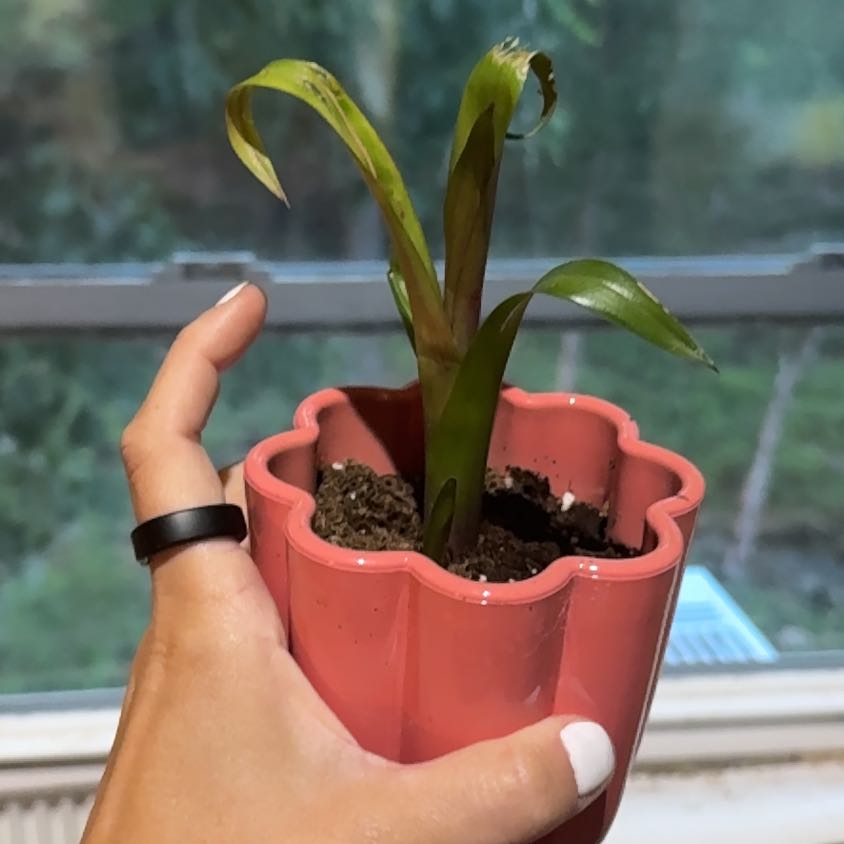 Photo of the plant species Bromeliad by @AngelLovage58 named Leaf Erickson on Greg, the plant care app