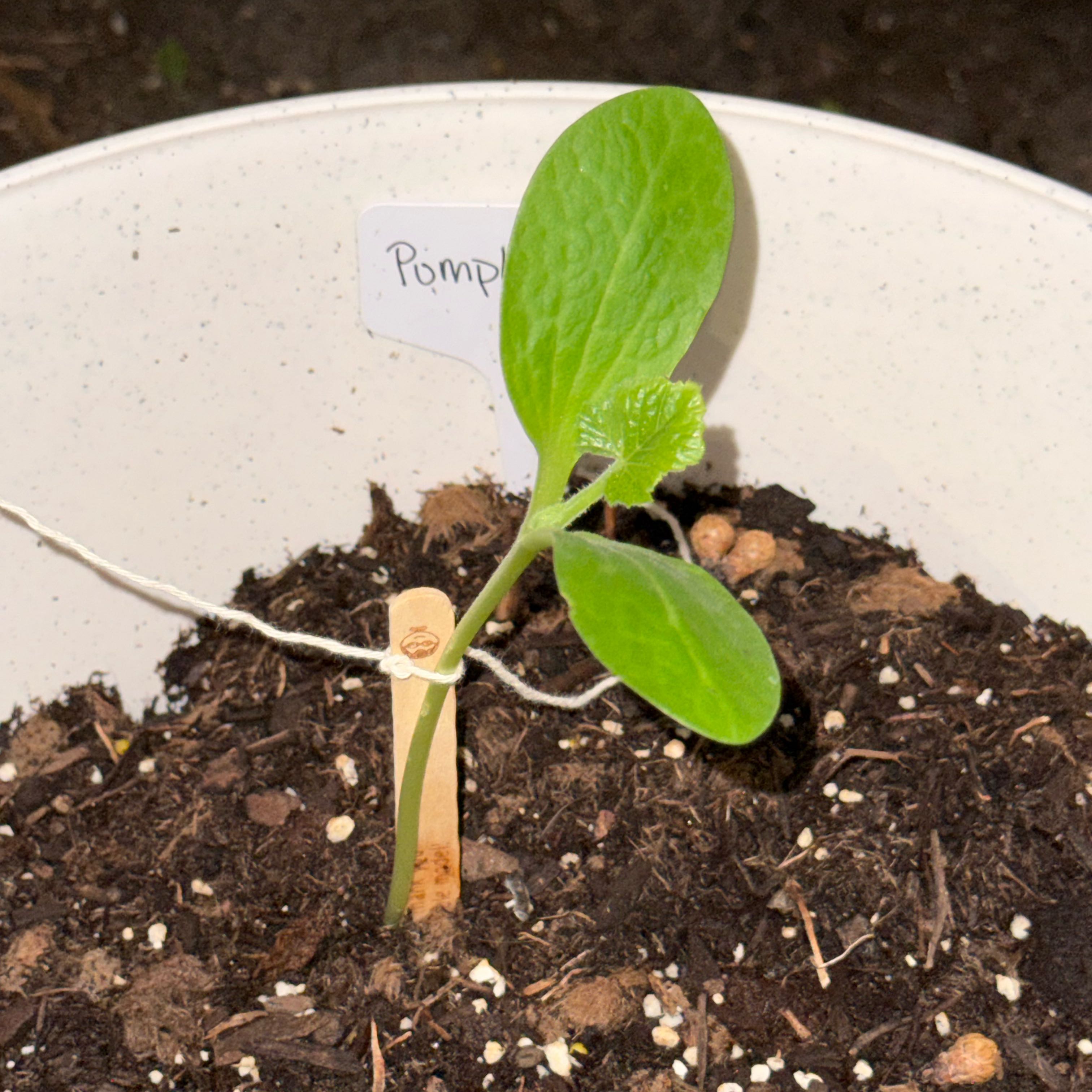 Photo of the plant species Pumpkin by @DeaStrega named Pumpkinella on Greg, the plant care app