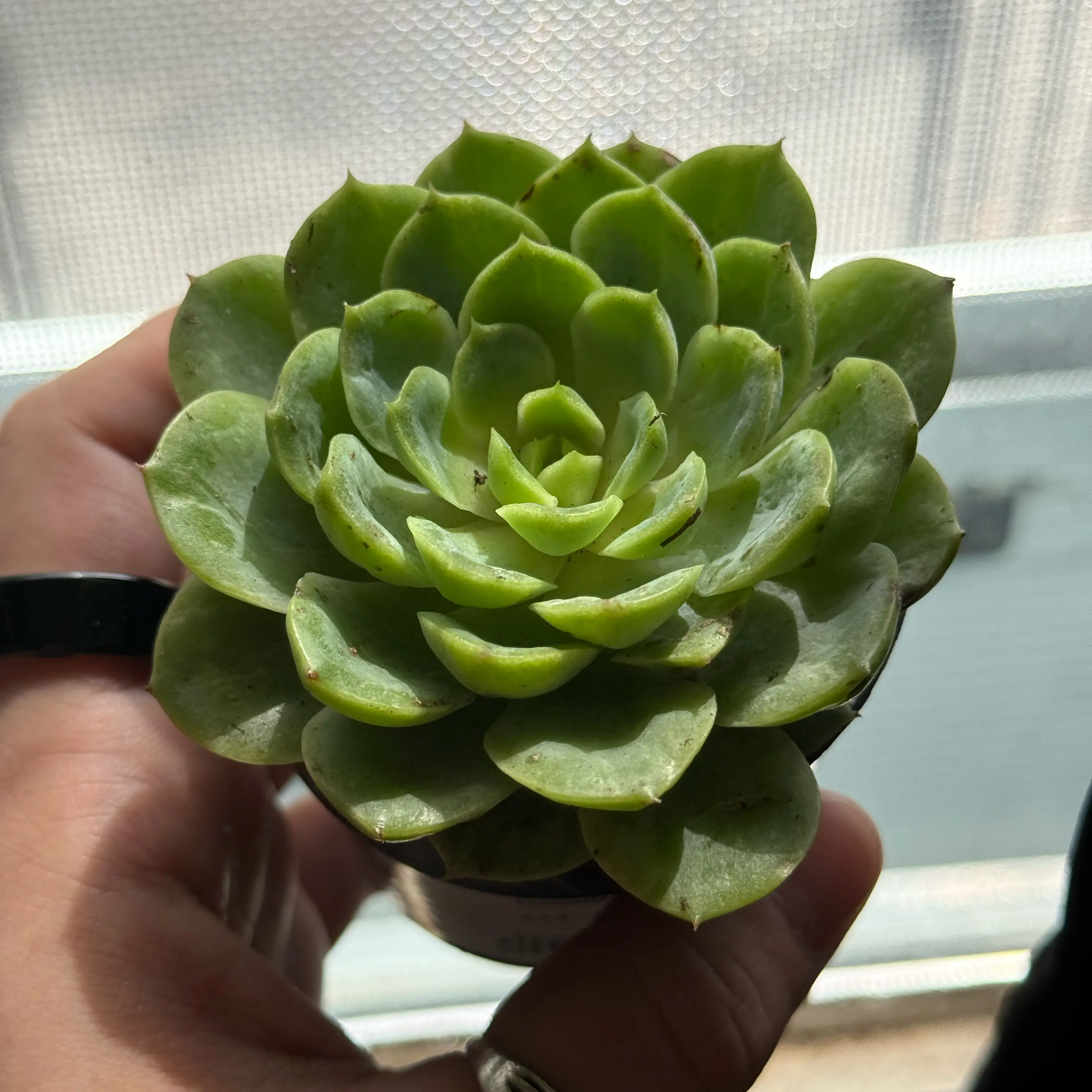 Photo of the plant species Echeveria 'Lime n' Chile' by @DeaStrega named Paulie on Greg, the plant care app