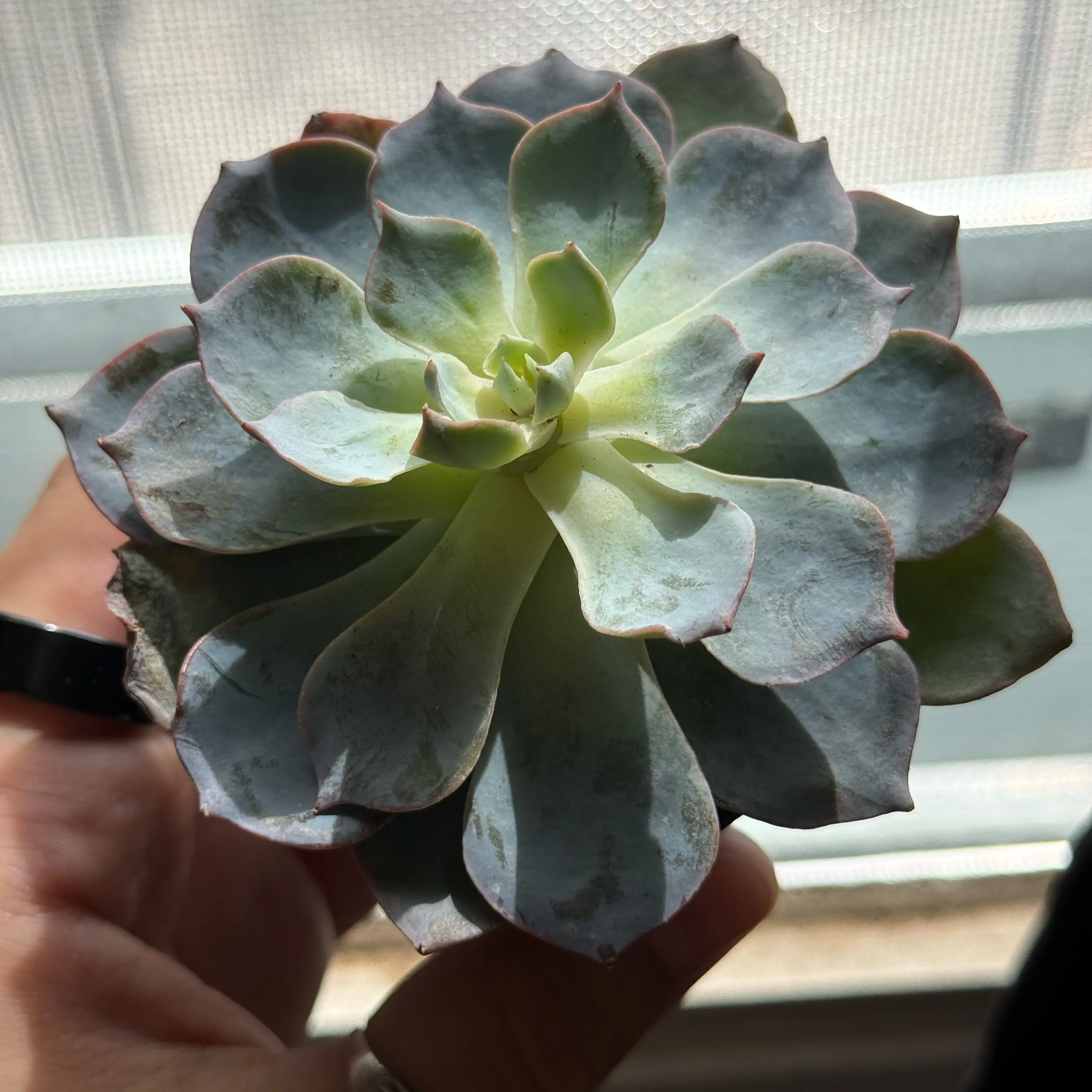 Photo of the plant species Echeveria Subsessilis by @DeaStrega named Marie on Greg, the plant care app