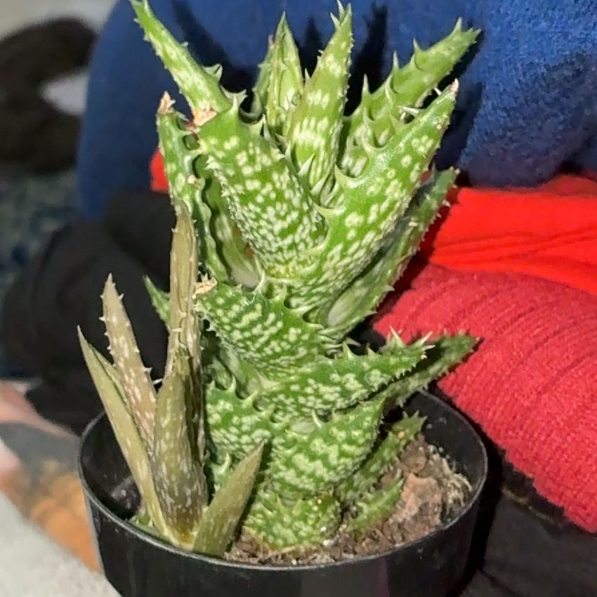 Photo of the plant species Aloe zanzibarica by @BossCat92 named Austen on Greg, the plant care app