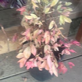 Photo of the plant species Sacred Bamboo by @EssentialMum62 named Elle on Greg, the plant care app