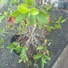 Photo of the plant species Jessamine by @EssentialMum62 named Morgan Treeman on Greg, the plant care app