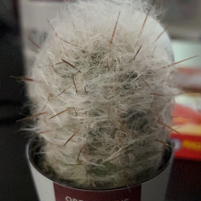 Photo of the plant species Old Man of the Mountains by @FerventBeans71 named Gregarious on Greg, the plant care app
