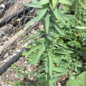 Photo of the plant species Orange Lily by @HipBlackberry47 named Lavender on Greg, the plant care app